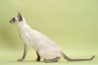 Picture of lilac point Siamese cat looking alert