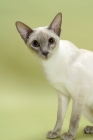 Picture of lilac point Siamese cat on green background