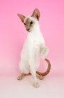 Picture of lilac point siamese cat, one leg up