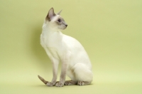 Picture of lilac point Siamese cat sitting down