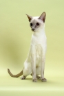 Picture of lilac point Siamese cat standing, looking away