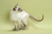 Picture of lilac point Siamese cat standing on green background, looking away