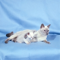 Picture of lilac point siamese cat with paw on her kitten