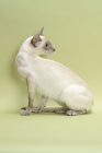 Picture of lilac point Siamese cat