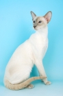 Picture of lilac point siamese cat