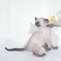Picture of lilac point siamese kitten being bottle fed