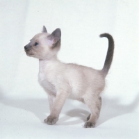 Picture of lilac point siamese kitten
