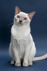Picture of lilac point Tonkinese cat on blue background, sitting