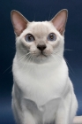 Picture of lilac point Tonkinese cat on blue background, portrait