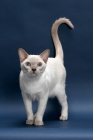 Picture of lilac point Tonkinese cat on blue background, tail up