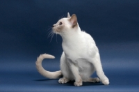 Picture of lilac point Tonkinese cat on blue background, looking away