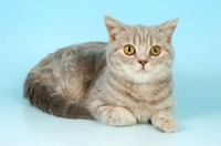 Picture of lilac tabby british shorthair cat