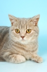 Picture of lilac tabby british shorthair cat