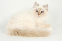 Picture of lilac tortie birman kitten lying down