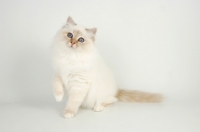 Picture of lilac tortie birman kitten sitting