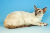 Picture of lilac tortie point siamese cat, lying down