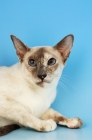 Picture of lilac tortie point siamese cat