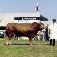 Picture of limousin bull at royal show