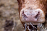 Picture of limousin bull eating hay