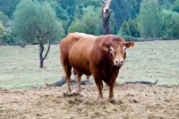 Picture of limousin bull in france