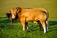 Picture of Limousin Bull side view