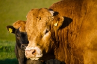 Picture of Limousin bull