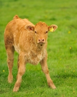 Picture of Limousin calf