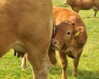 Picture of Limousin calf