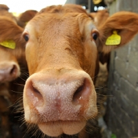 Picture of Limousin close up