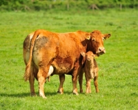 Picture of Limousin cow and calf
