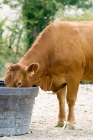Picture of limousin cow drinking