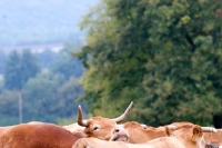 Picture of limousin cow in a herd