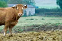 Picture of limousin cow in france