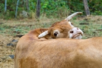 Picture of limousin cow looking back