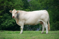 Picture of Limousin cow, side view