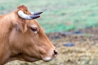 Picture of limousin cow, sideview