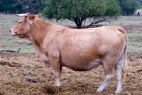Picture of limousin cow standing in a field