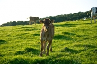 Picture of Limousin cross calf