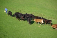 Picture of Limousin cross cattle walking behind farmer