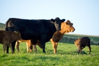 Picture of Limousin cross cattle