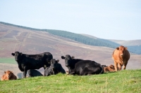 Picture of Limousin cross cows