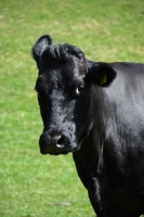 Picture of Limousin cross cow