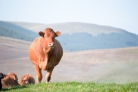 Picture of Limousin crossbred cow