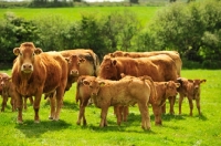 Picture of Limousin herd