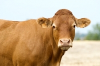 Picture of limousin looking at camera