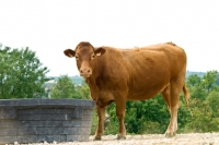 Picture of limousin standing near a trough 