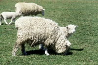 Picture of lincoln longwool ewe and lamb