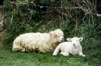 Picture of lincoln longwool ewe lying on grass with her lamb