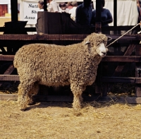 Picture of lincoln ram 