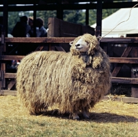 Picture of lincoln ram